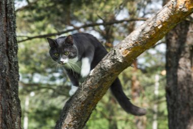 çimenbir ağaç üzerinde gri bir kedi portresi
