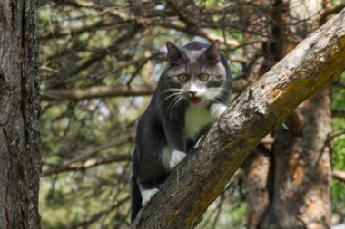 çimenbir ağaç üzerinde gri bir kedi portresi