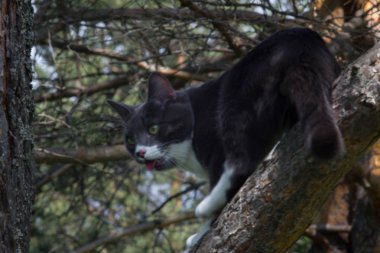 çimenbir ağaç üzerinde gri bir kedi portresi