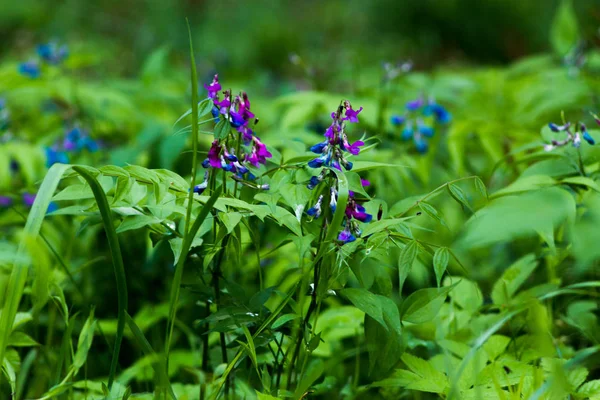 Blaue Blumen Garten — Stockfoto