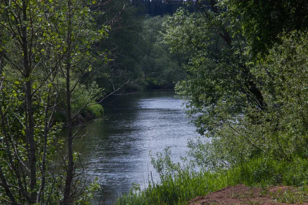 Forêt Petit Paysage Fluvial Été — Photo