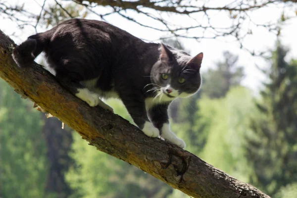çimenbir ağaç üzerinde gri bir kedi portresi