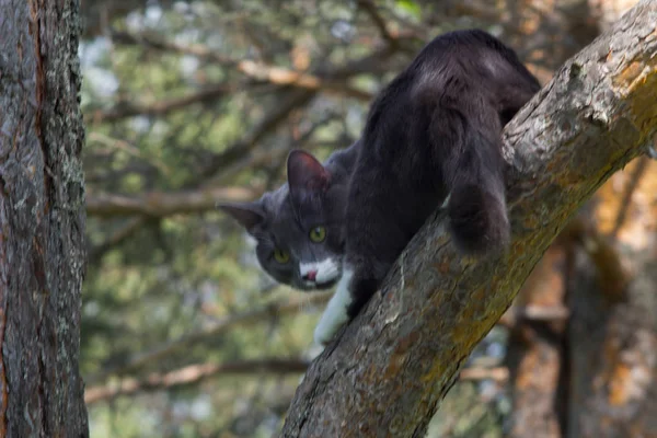 Portrait Gray Cat Tree Grass — Stock Photo, Image