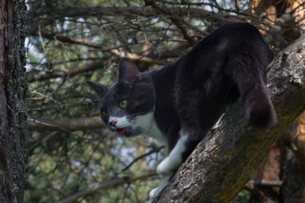 çimenbir ağaç üzerinde gri bir kedi portresi