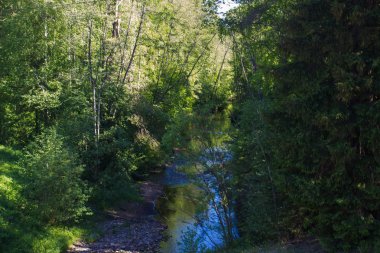 yaz aylarında orman küçük nehir manzara