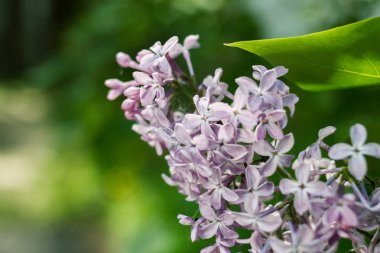 ilkbaharda açan leylaklar