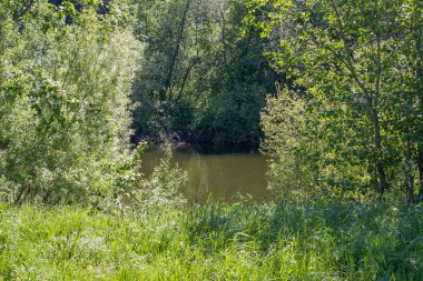 yaz aylarında orman küçük nehir manzara