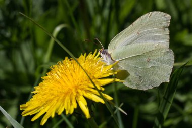 beyaz kelebek (lahana) karahindiba üzerinde polen toplar