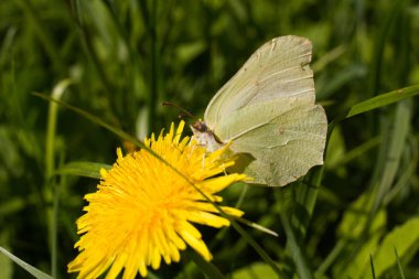 beyaz kelebek (lahana) karahindiba üzerinde polen toplar