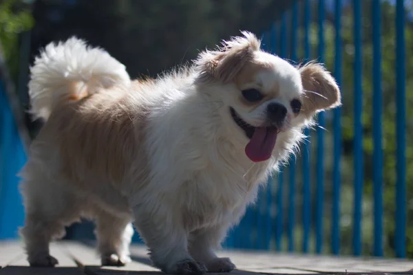 Raza Perro Chihuahua Aire Libre Verano — Foto de Stock