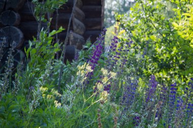 Güneşli havalarda sahada vahşi lupins