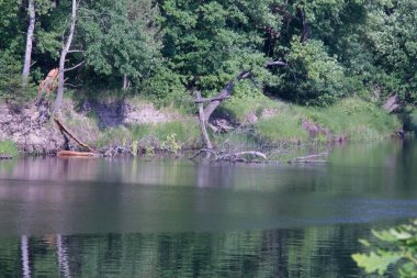 nehir ağaçların köklerinin kıyı görünümü uzakta yıkanmış