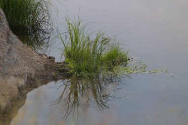 küçük bir nehrin kıyısında bitkilerin manzara