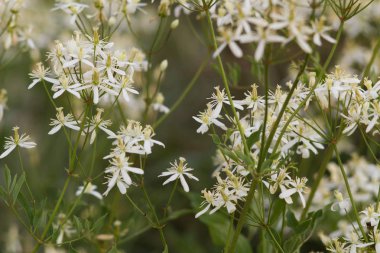 çiçekli bitkiler clematis recta çiçeklenme
