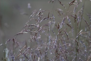 yabani çiçekler bitkiler arka plan doku