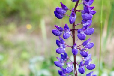 Güneşli havalarda sahada vahşi lupins