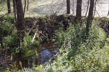 çiçek açan orman gölü kunduzlar tarafından inşa edilen baraj sonucu ortaya çıktı