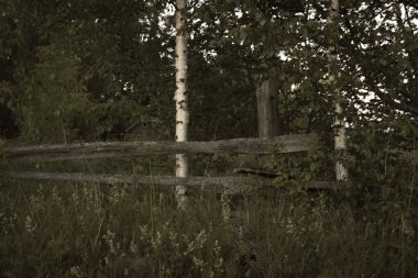 ahşap tahrip çit arkasında yalnız genç huş ağacı