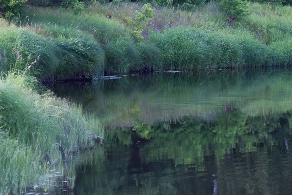 Tramonto Estivo Nel Fiume Nella Foresta — Foto Stock