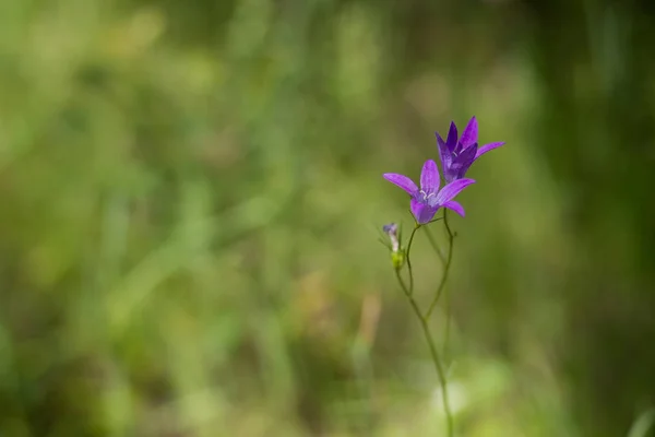 Blaue Blumen Auf Grünem Hintergrund — Stockfoto