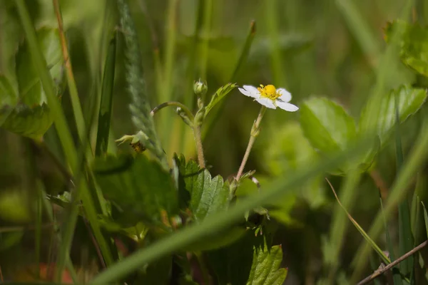 Waldbeere Erdbeere Nahaufnahme Blüte Frucht — Stockfoto