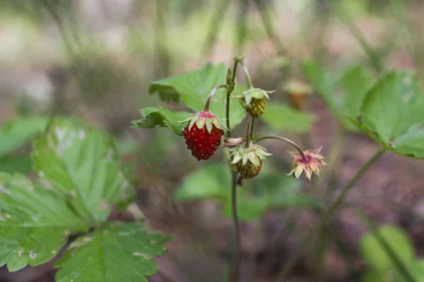 Waldbeere Erdbeere Nahaufnahme Blüte Frucht — Stockfoto