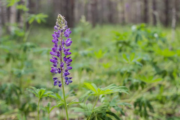 Lupinen Freier Wildbahn Auf Dem Feld Bei Sonnigem Wetter — Stockfoto