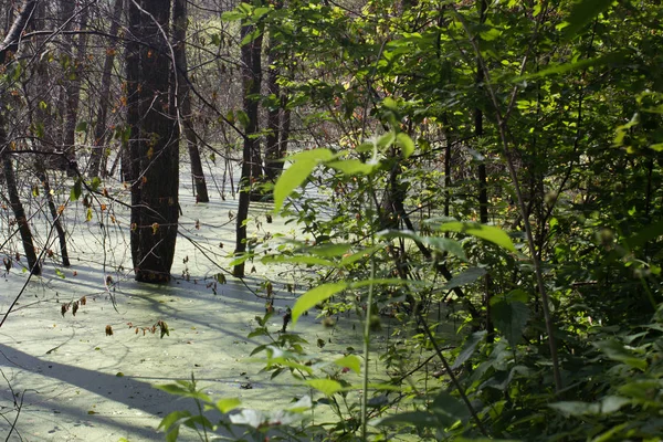 Blooming Forest Lake Verscheen Als Gevolg Van Dam Gebouwd Door — Stockfoto