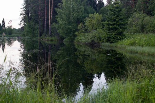 Summer Landscape Forest Lake — Stock Photo, Image