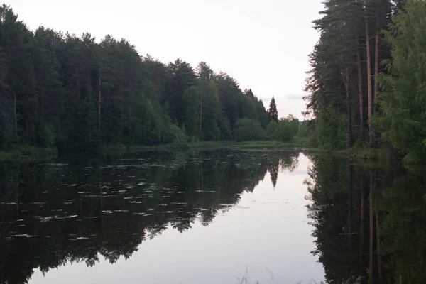 Nyári Táj Erdei Tavon — Stock Fotó