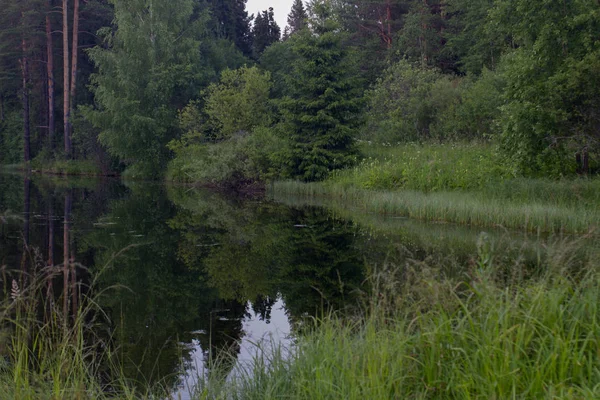 Paesaggio Estivo Del Lago Foresta — Foto Stock