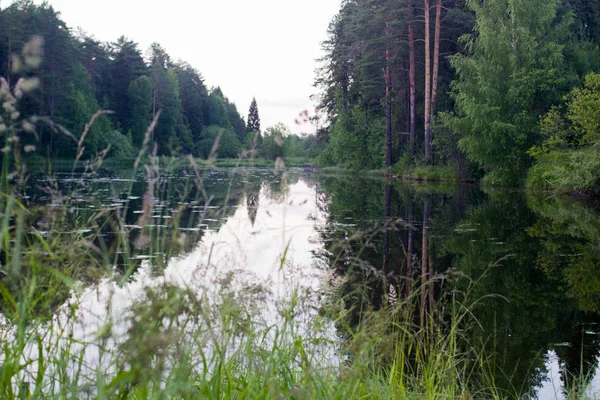 Paesaggio Estivo Del Lago Foresta — Foto Stock