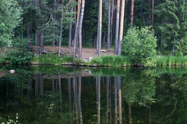 Paesaggio Estivo Del Lago Foresta — Foto Stock