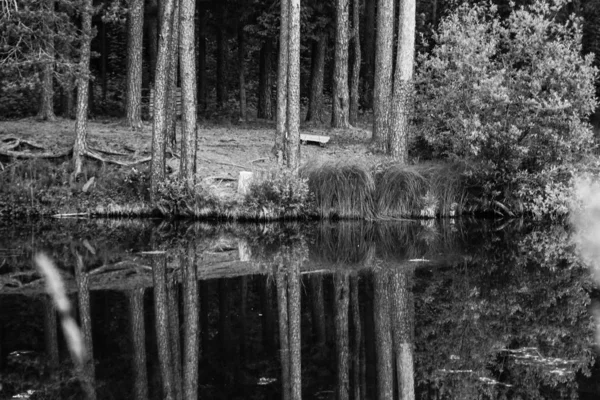Uma Imagem Monocromática Das Margens Lago Com Troncos Pinheiros — Fotografia de Stock