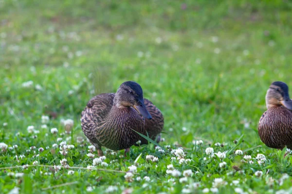 夏天在草地上的鸭子 — 图库照片