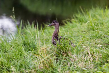 göl kenarında çimenler üzerinde yiyecek arayan yaban ördekleri