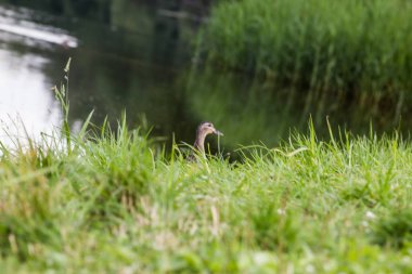 göl kenarında çimenler üzerinde yiyecek arayan yaban ördekleri
