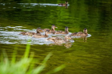 gölde avlanırken ördek ailesi