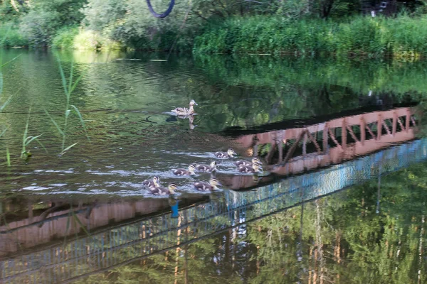 Pato Selvagem Flutuando Lago — Fotografia de Stock