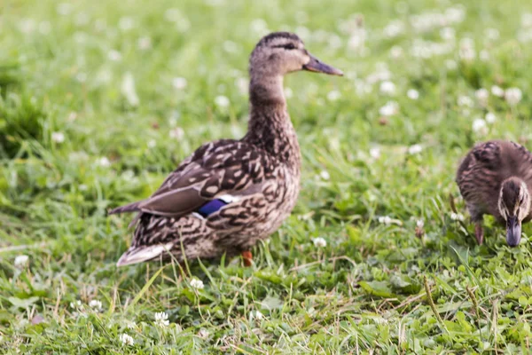 Vilda Änder Jakt Efter Mat Gräset Vid Sjön — Stockfoto