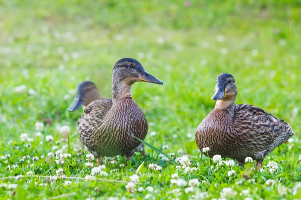 在湖边的草地上寻找食物的野鸭 — 图库照片