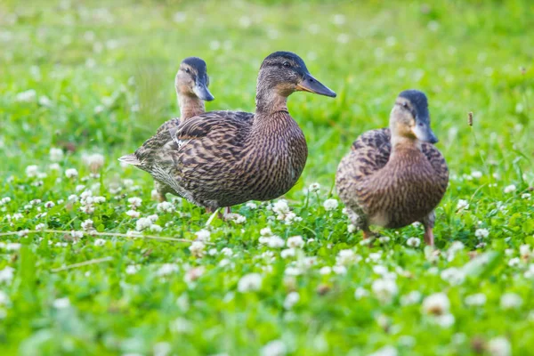 在湖边的草地上寻找食物的野鸭 — 图库照片