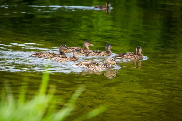 gölde avlanırken ördek ailesi