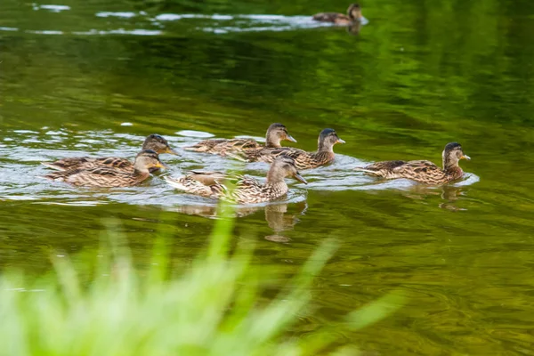 gölde avlanırken ördek ailesi