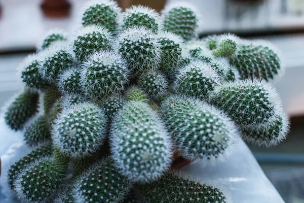 houseplant cactus without pot top view