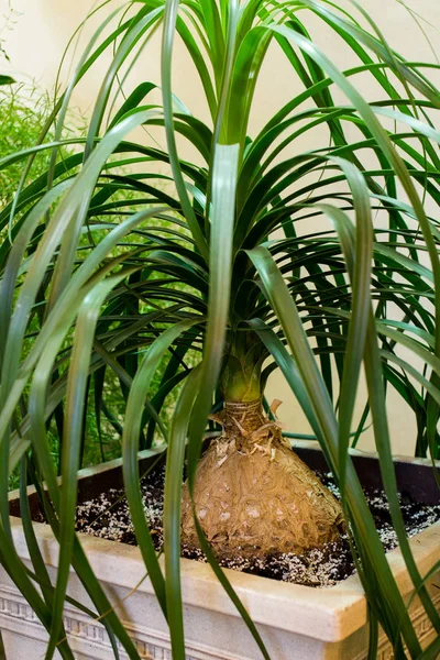 nolina plant, a bottle tree grown in a greenhouse