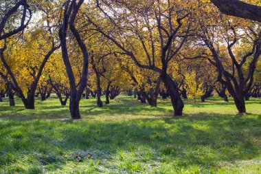 Kolomenskoye Parkı 'ndaki Moskova şehrinin güneşli sonbahar manzarası