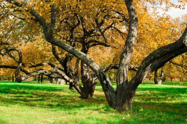 Kolomenskoye Parkı 'ndaki Moskova şehrinin güneşli sonbahar manzarası