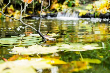 Kolomenskoye Parkı 'ndaki Moskova şehrinin güneşli sonbahar manzarası