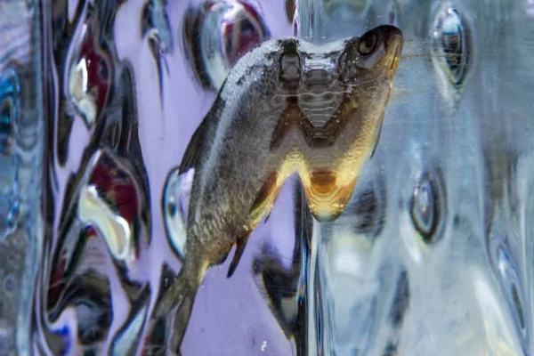 fish frozen in a transparent block of ice